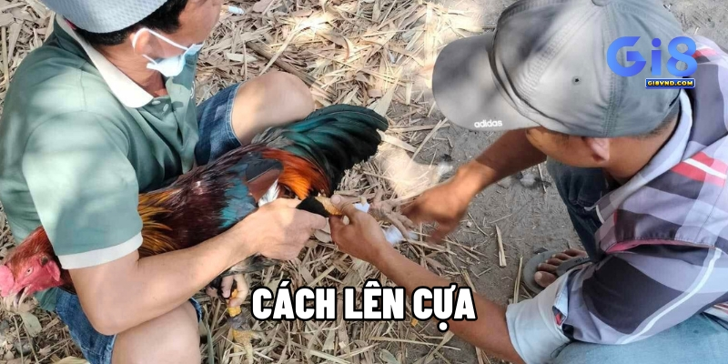 Cách Lên Cựa Gà đúng cách và loại cựa tốt nhất cho gà chọi